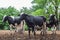 Herd of milk cow on the farm