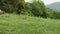 A herd of molting sheep with small lambs lies in a meadow in the mountains