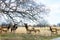 Herd of molting yearling elk eating newly spouted leaves from an overlanging limb in very early spring