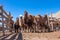 Herd of Mongolian camels