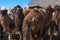 A herd of Mongolian camels