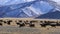 Herd of Mongolian Sheep grazing in the pasture