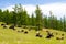 Herd of Mongolian yaks and cows