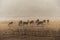 a herd of mother elk with spotted newborn fawns and calves in brush field.