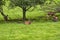 Herd of mother elk with spotted newborn fawns and calves in brush field