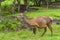 Herd of mother elk with spotted newborn fawns and calves in brush field