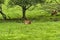 Herd of mother elk with spotted newborn fawns and calves in brush field