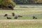 Herd of mouflon sheep  in a green autumn field