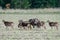 Herd of mouflon sheep standing in a field