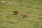 Herd of Mouflons in meadow