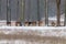 Herd of mouflons ovis musimon Snow Forest Winter