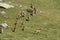 Herd of Mouflons in Pyrenees