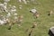 Herd of Mouflons in Pyrenees