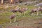 Herd of mountain deer grazing on grasses in hillside