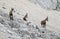 Herd of mountain goats - Alpine Ibex