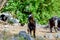 A herd of mountain goats of black color