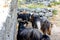 A herd of mountain goats of black color