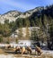 A herd of mountain goats grazing along the side of the highway during the winter in Jasper National Park, Alberta, Canada