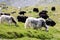 Herd of Mountain yaks