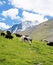 Herd of Mountain yaks