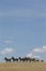 Herd of Mountain Zebra against blue sky