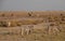 A herd of mountain zebras (Equus zebra) graze with their heads down.