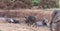 A herd of muddy Cape buffalo