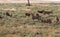 Herd of Mule Deer Bucks in Velvet in Colorado