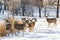 Herd of Mule Deer in the Snow. Wild Deer on the High Plains of C