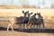 Herd of mule deers in the field in early spring in prairies