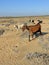 A herd of multi-colored goats grazes on the seashore, on the sand, in the desert in North Cyprus, close-up. Free animals mammals