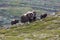 Herd of muskox