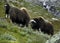 Herd of muskoxen