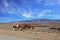 The herd of mustangs grazing in the Patagonian