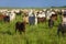 Herd of Nellore cows with their Bonsmara calves