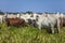 Herd of Nellore cows with their Bonsmara insemination calves