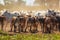 Herd of Nellore cows with their Bonsmara insemination calves