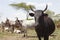 Herd of nguni cattle