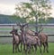 Herd of noble deer