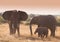 Herd ofelephant in Amboseli National park