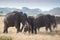 Herd ofelephant in Amboseli National park