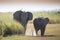 Herd ofelephant in Amboseli National park