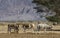 Herd of onagers semi-domesticated donkey and curved horned antelope Addax Addax nasomaculatus