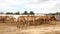 Herd of one-humped camels in a pen on a camel farm in the Negev desert