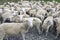 The herd of one year old lambs on farm