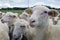 The herd of one year old lambs on farm