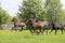 A herd of one year old stallions galloping in the green with yellow flowers pasture, blue sky and trees in the