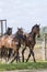 A herd of one year old stallions galloping in the green with yellow flowers pasture, blue sky and trees in the