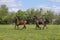 A herd of one year old stallions galloping in the green with yellow flowers pasture, blue sky and trees in the