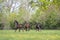 A herd of one year old stallions galloping in the green with yellow flowers pasture, blue sky and trees in the